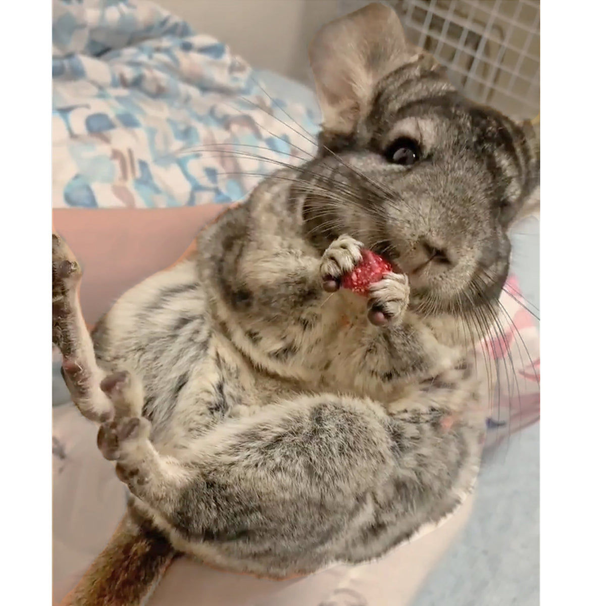 Chinchilla Treat Sampler