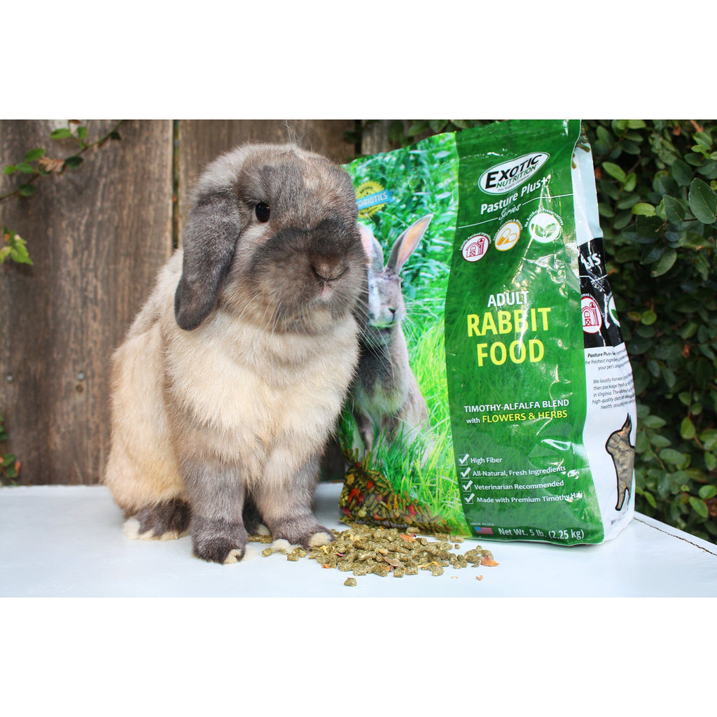Young Rabbit Food