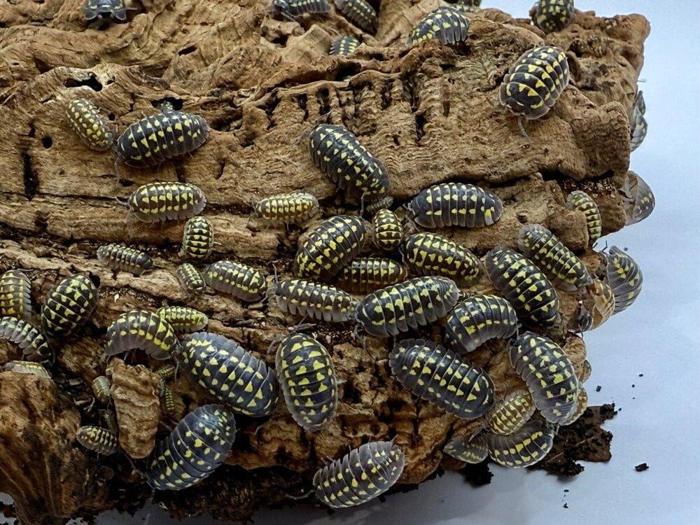 "High Yellow Spotted Giant" isopods (Armadillidium Gestroi)