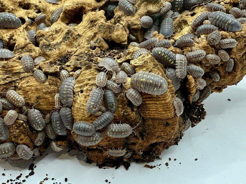 "Granulated" Isopods (Armadillidium Granulatum)