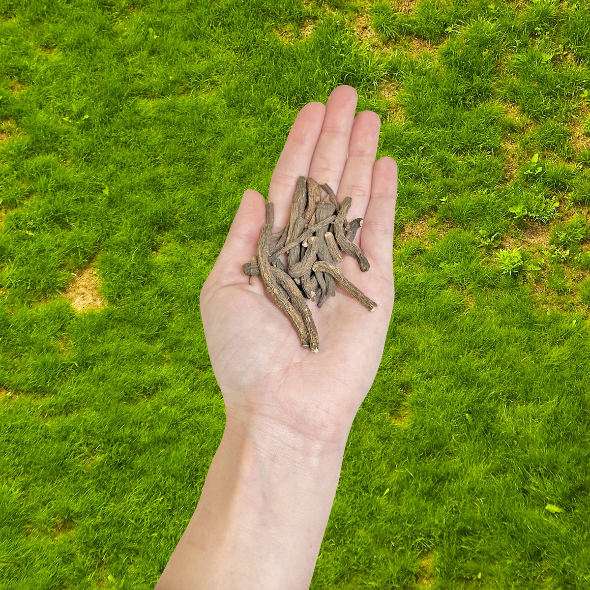 Dandelion Root