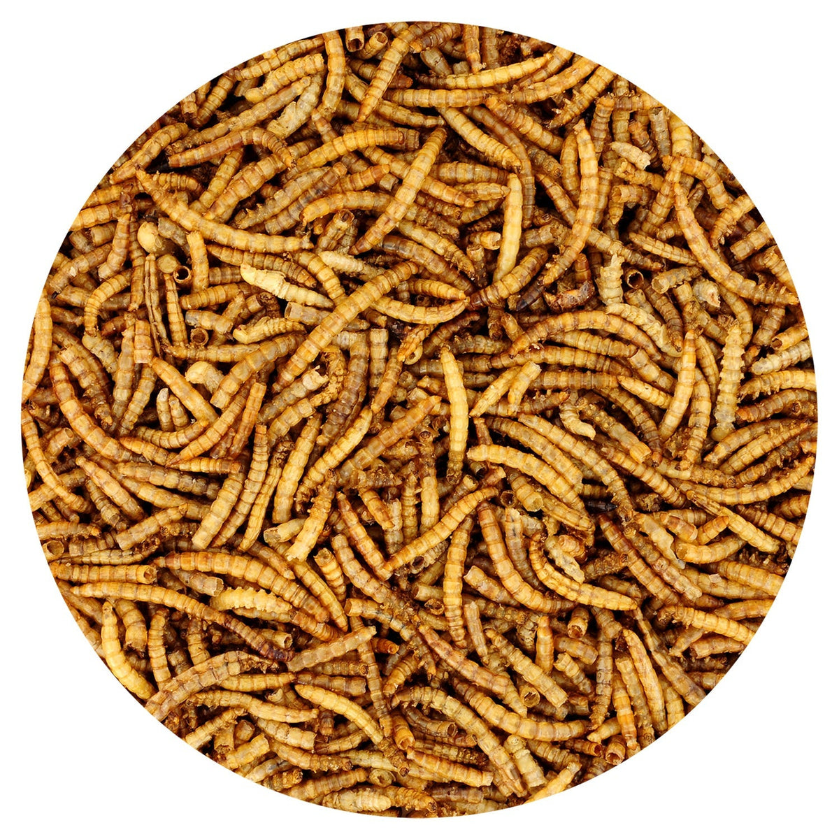 Dried Mealworms 2 lb.