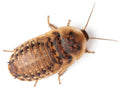 Extra Large 1.25" Dubia (Pet Stores Only)