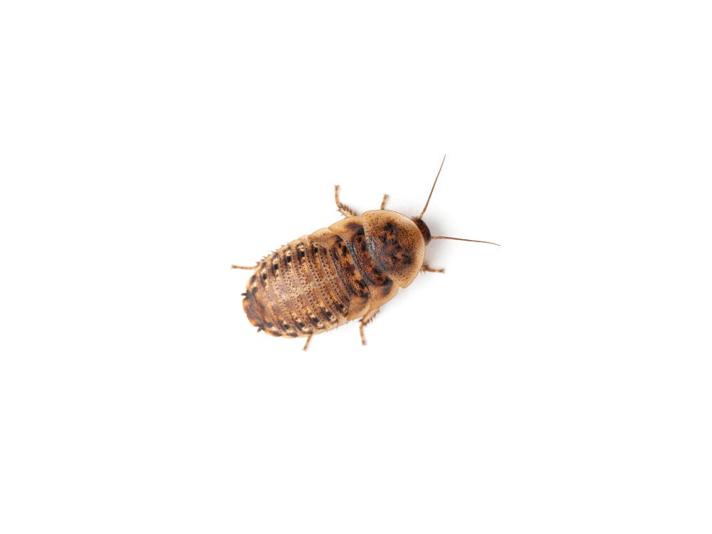 Extra Small 1/4" Dubia