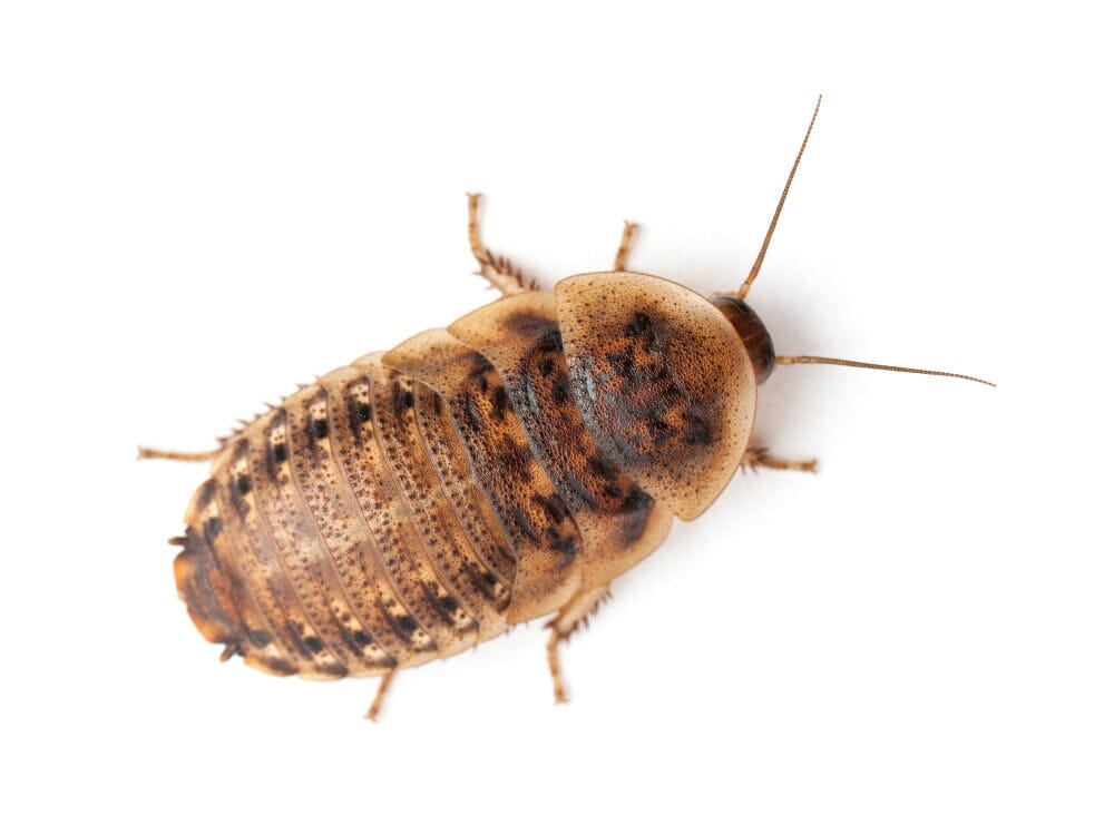 Large 1" Dubia FREE SHIPPING
