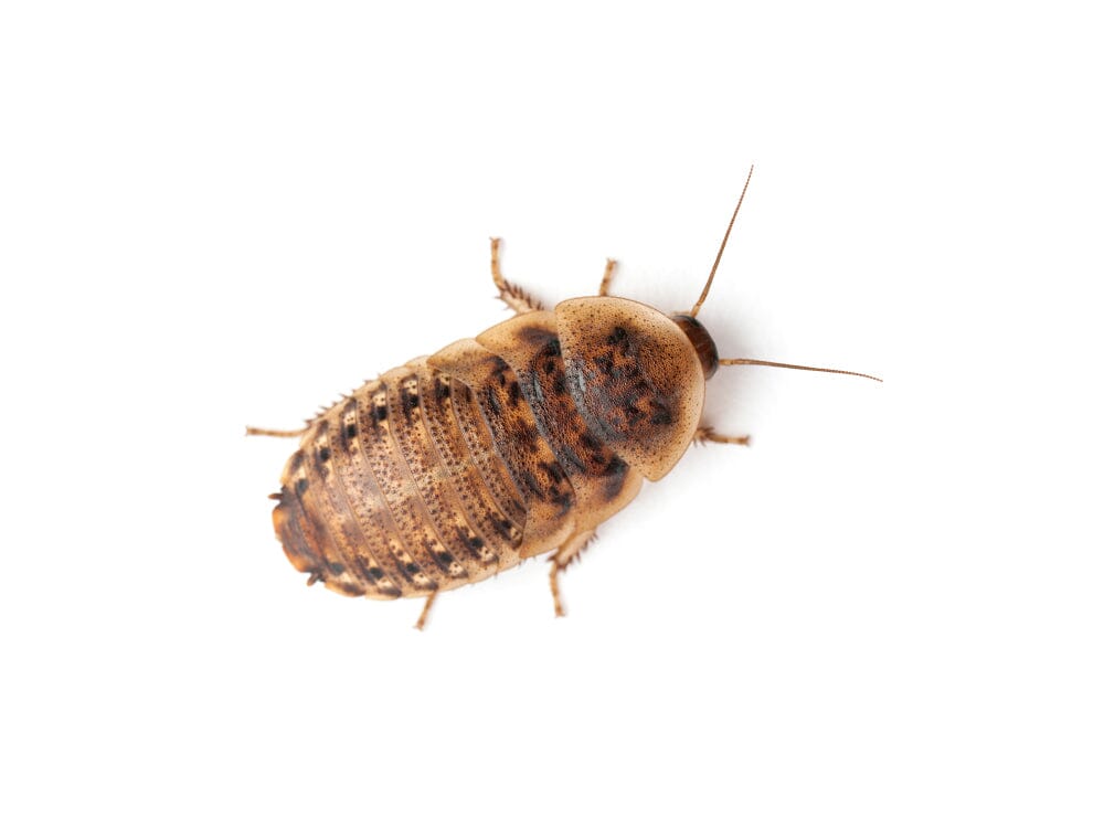 Medium 3/4" Dubia (Pet Stores Only)