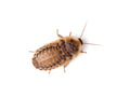 Medium 5/8" Dubia FREE SHIPPING