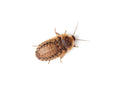 Small 1/2" Dubia