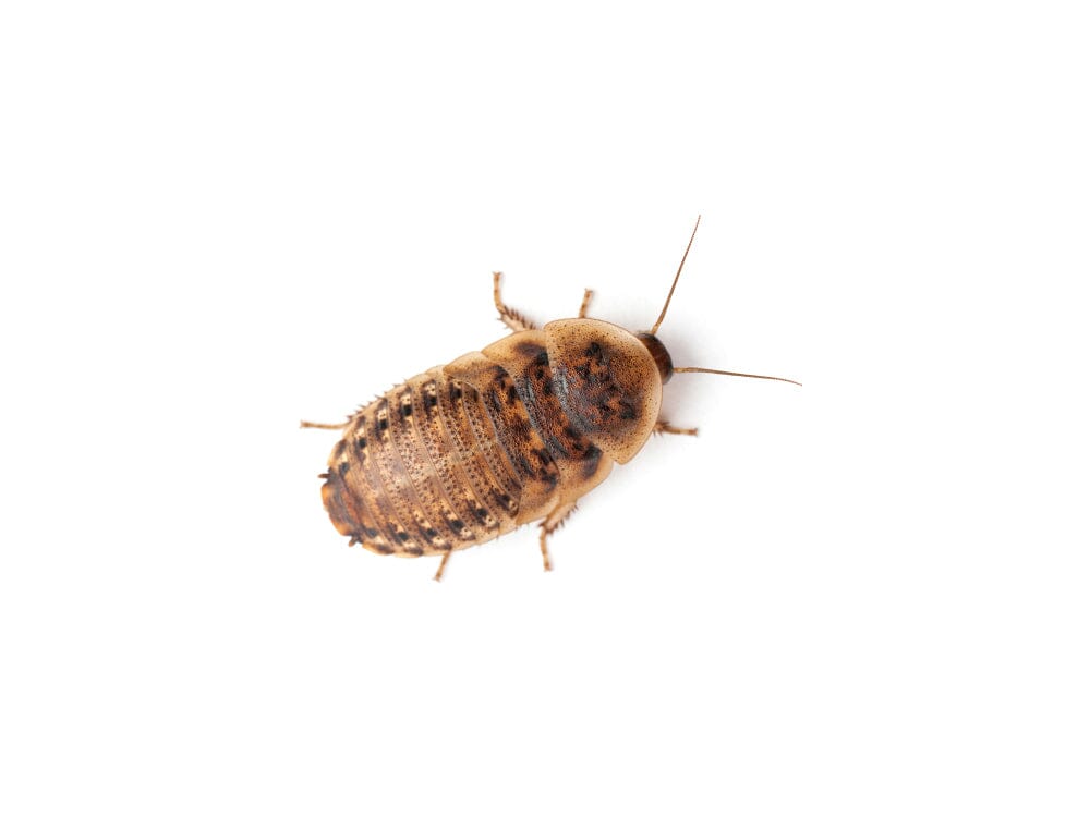 Small 3/8" Dubia FREE SHIPPING