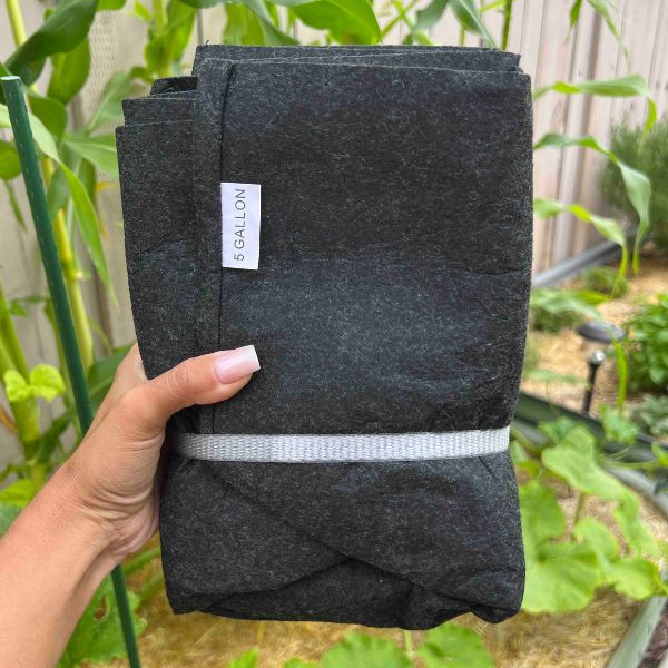 Ready-to-Go Ecosystem with Esienia fiteda composting worms