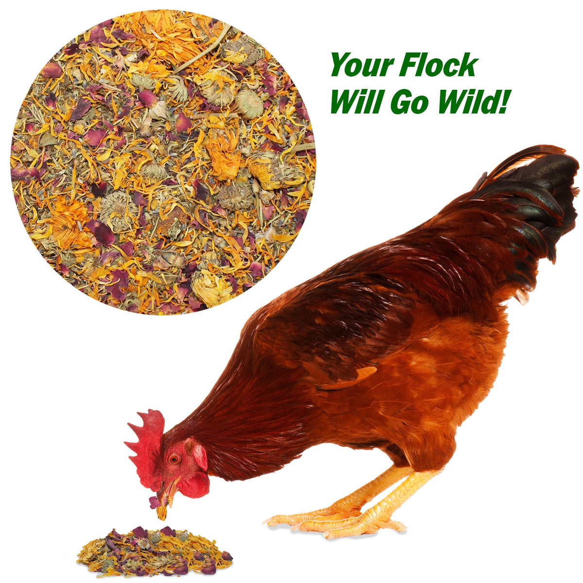 Egg-Cellent Chicken Nesting Herbs Backyard Chicken Treat