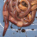 European Nightcrawlers (Eisenia hortensis) – Fishing/Composting Worms
