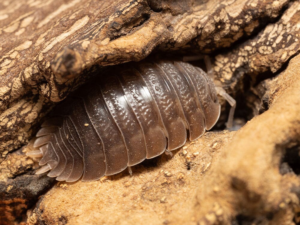 Giant Canyon Isopods (Porcellio dilatatus)