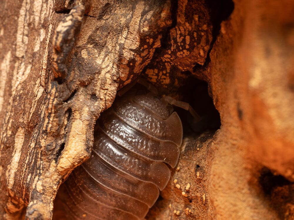 Giant Canyon Isopods (Porcellio dilatatus)