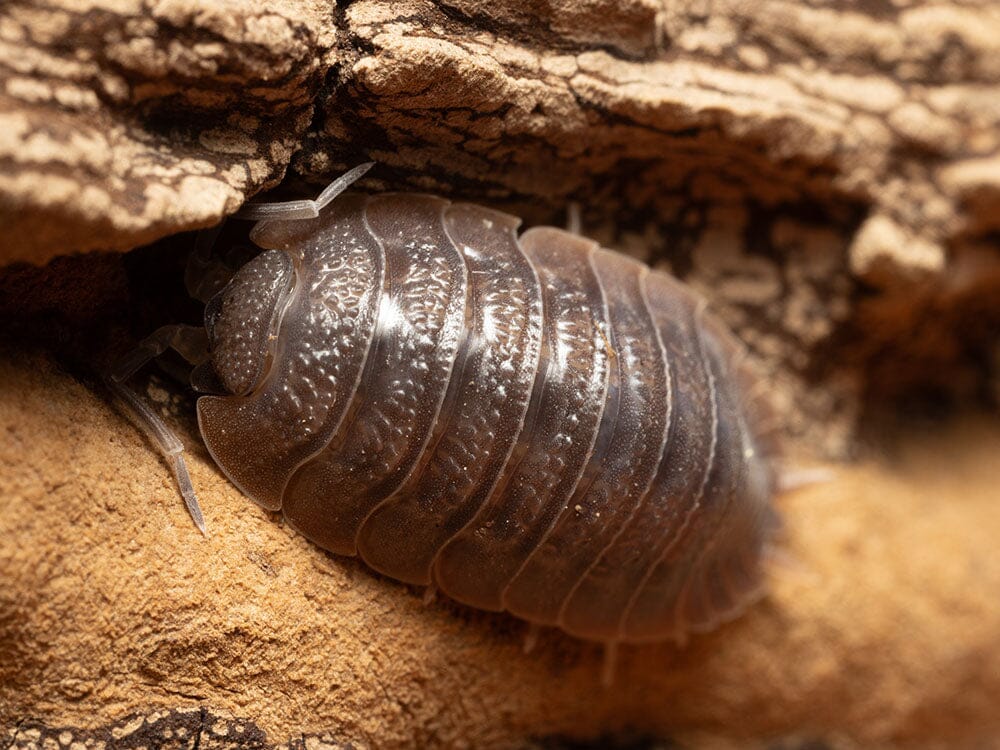 Giant Canyon Isopods (Porcellio dilatatus)