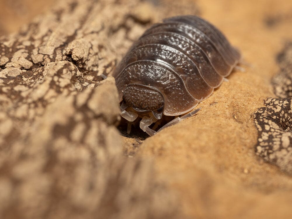 Giant Canyon Isopods (Porcellio dilatatus)