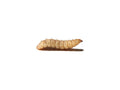 Large CalciGrubs 500ct Auction