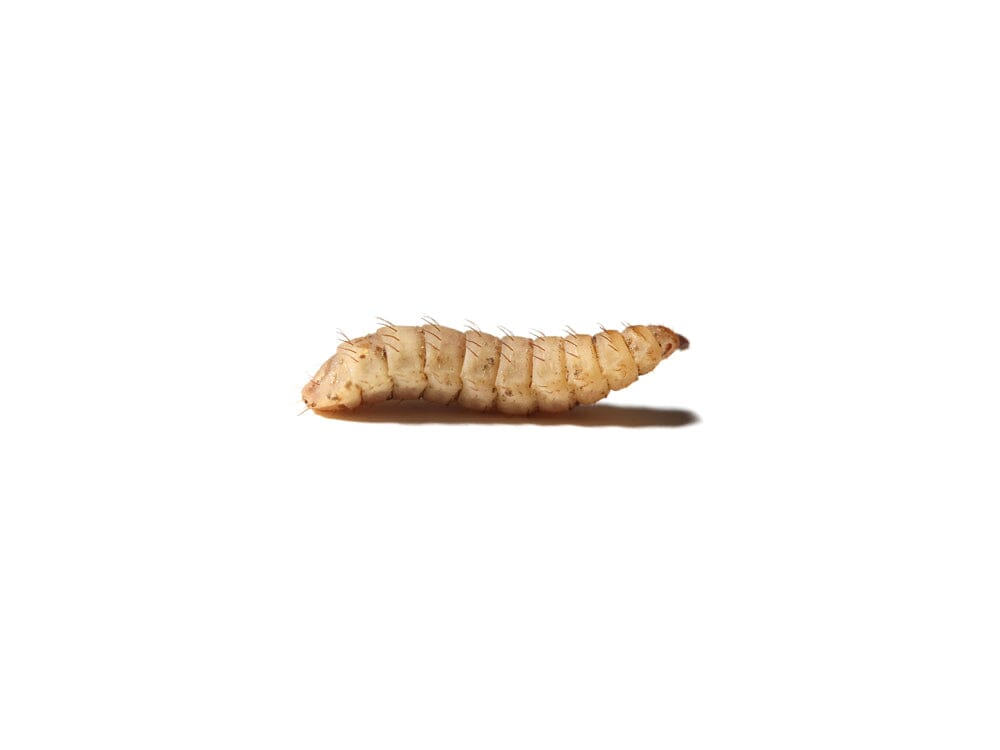 Large CalciGrubs™
