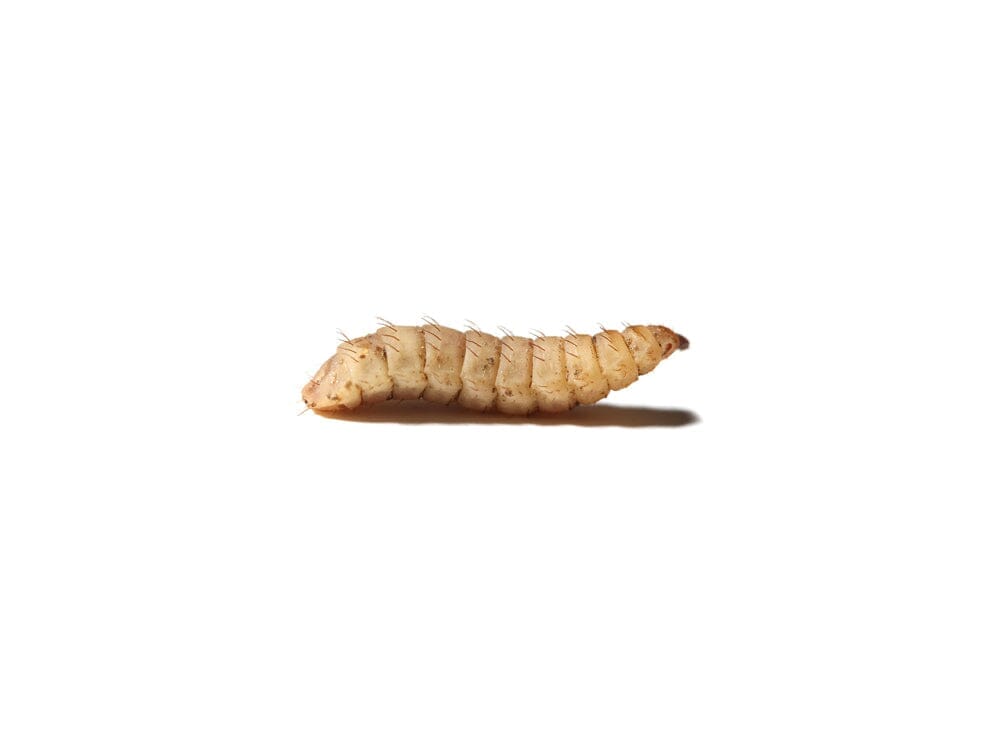 Large CalciGrubs 500ct Auction