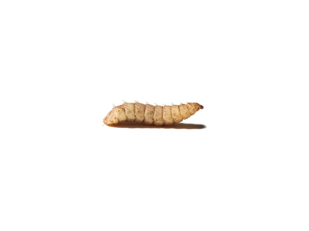 Medium NutriGrubs™