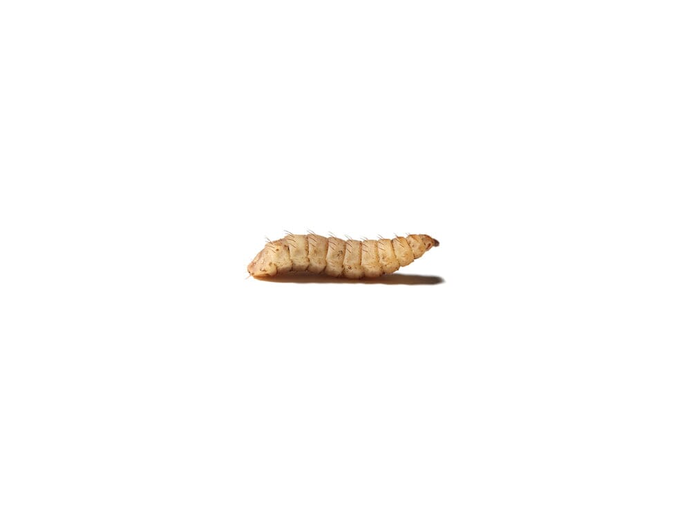 Small Soldier Fly Larvae FREE SHIPPING