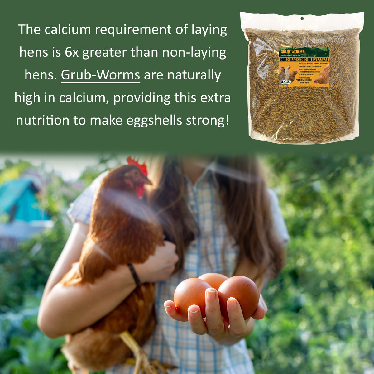 Grub-Worms Black Soldier Fly Larvae
