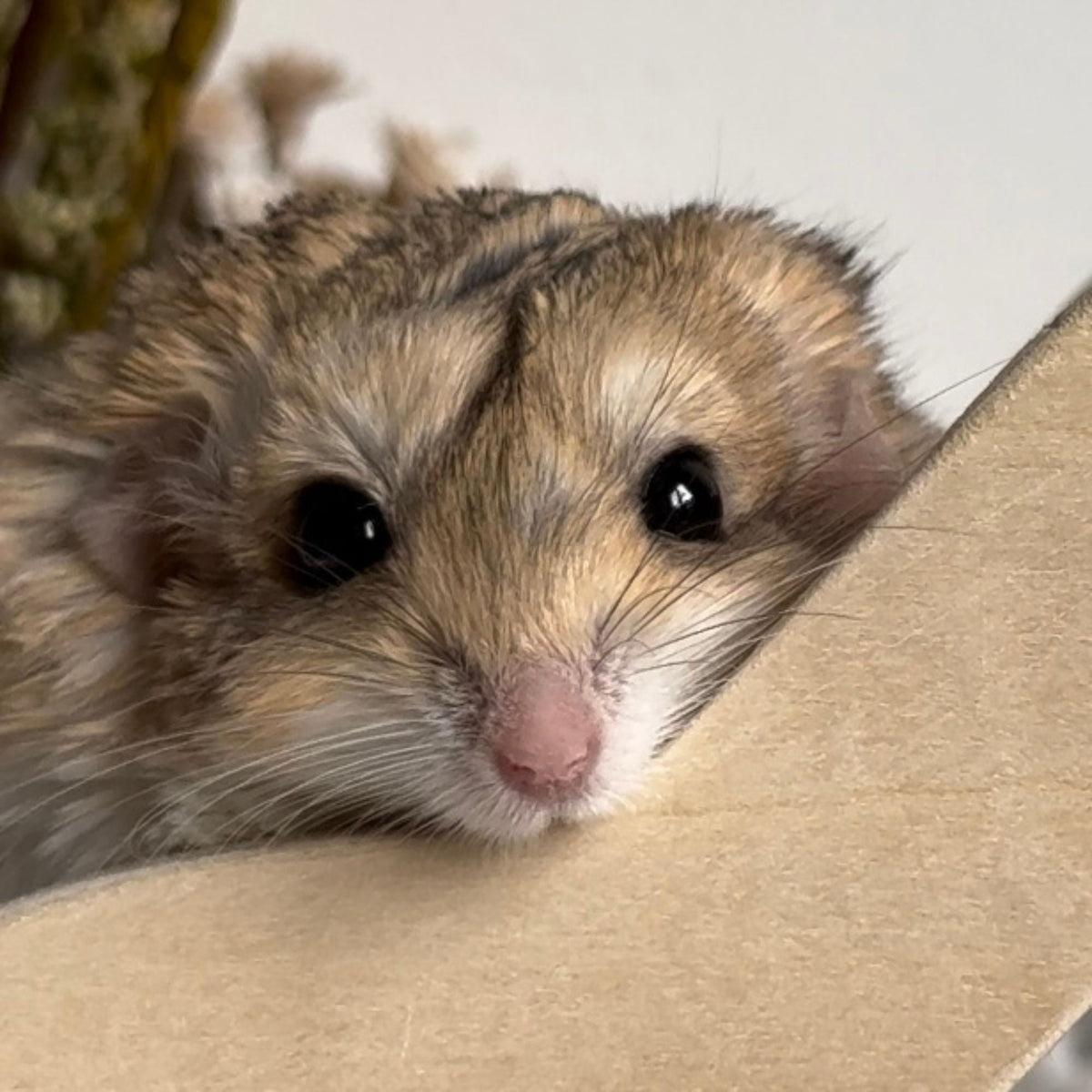 Hide-A-Way Climber