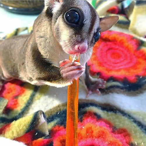 Sugar Glider Treat Bundle