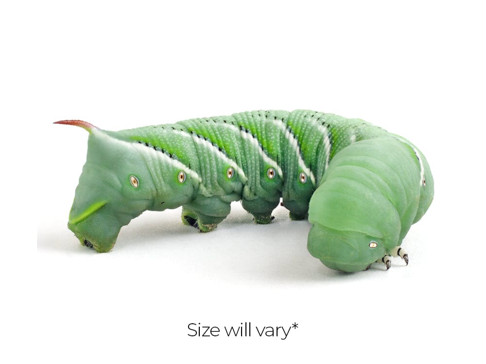 Medium Hornworms