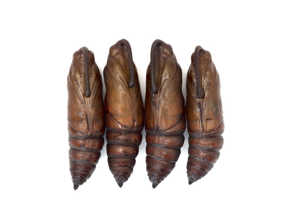Hornworm Moth Pupa Sexed Pair (Manduca sexta) Auction