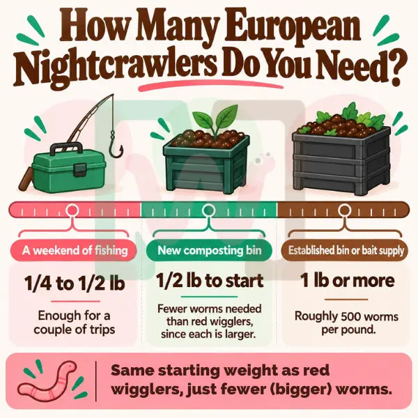 Pure European Nightcrawlers For Sale - Eisenia Hortensis – For Composting