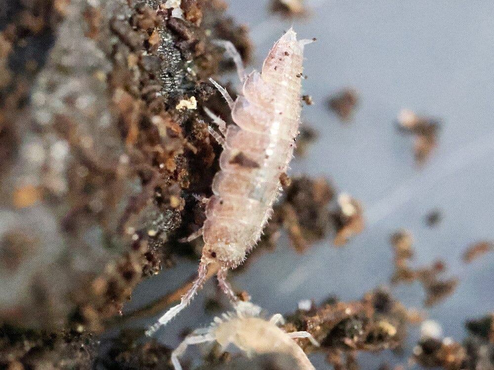 "Dwarf Purple" Isopods (Trichoniscus sp.)