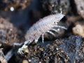 "Dwarf Purple" Isopods (Trichoniscus sp.)