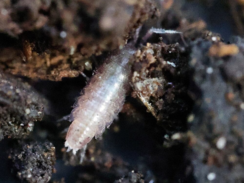 "Dwarf Purple" Isopods (Trichoniscus sp.)