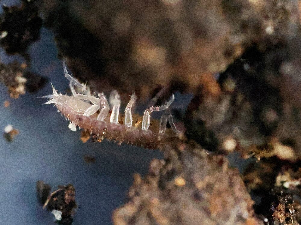 "Dwarf Purple" Isopods (Trichoniscus sp.)