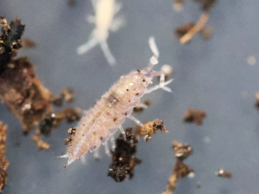 "Dwarf Purple" Isopods (Trichoniscus sp.)