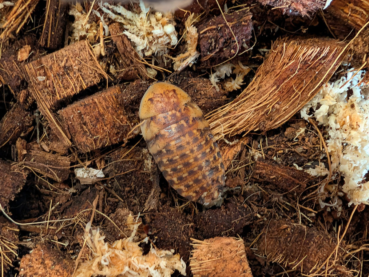 Discoid Roaches