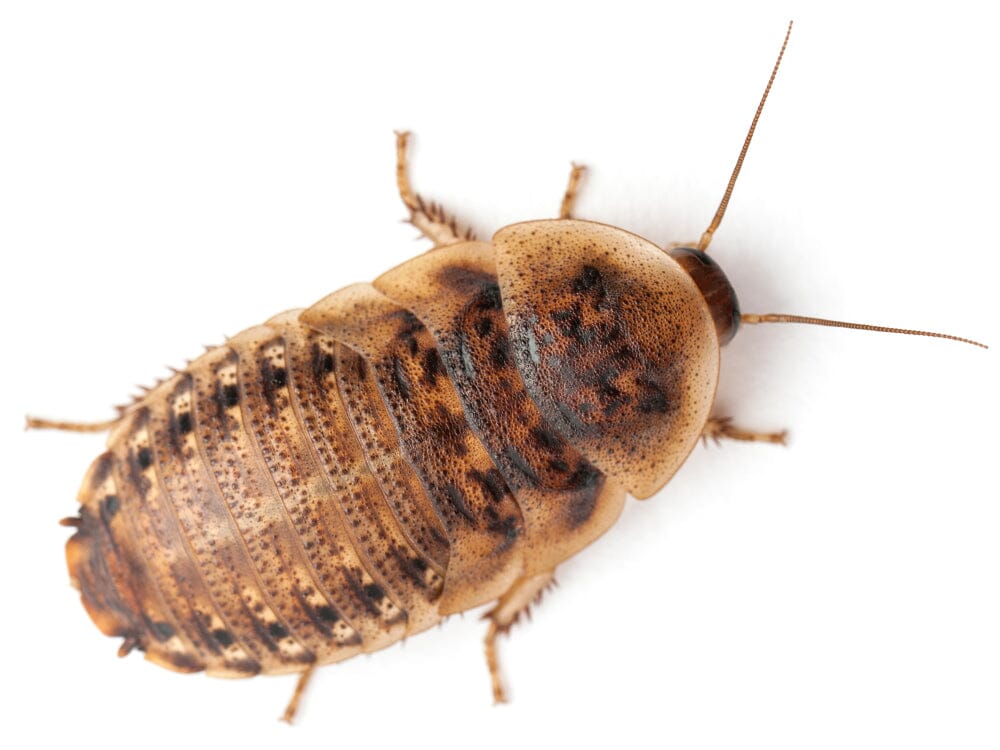 Jumbo Dubia (Pre-Adult)
