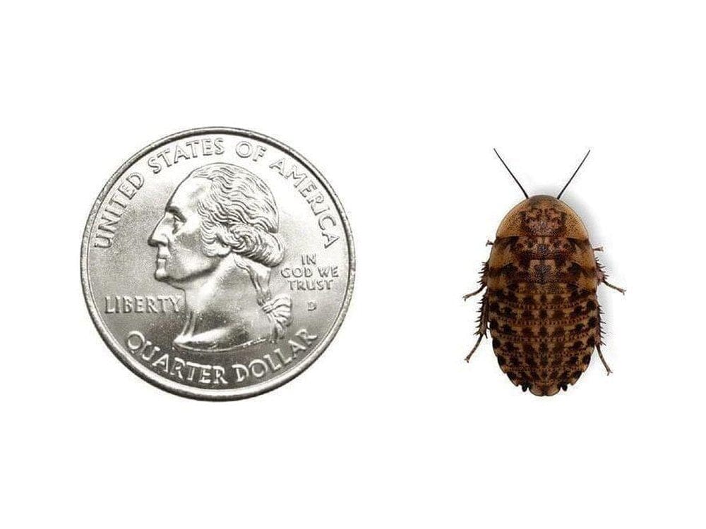 Large Discoid 250ct Auction
