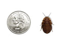 Large Discoid 250ct Auction