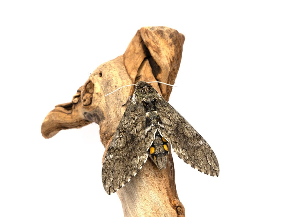 Hornworm Moth Pupa Sexed Pair (Manduca sexta) Auction