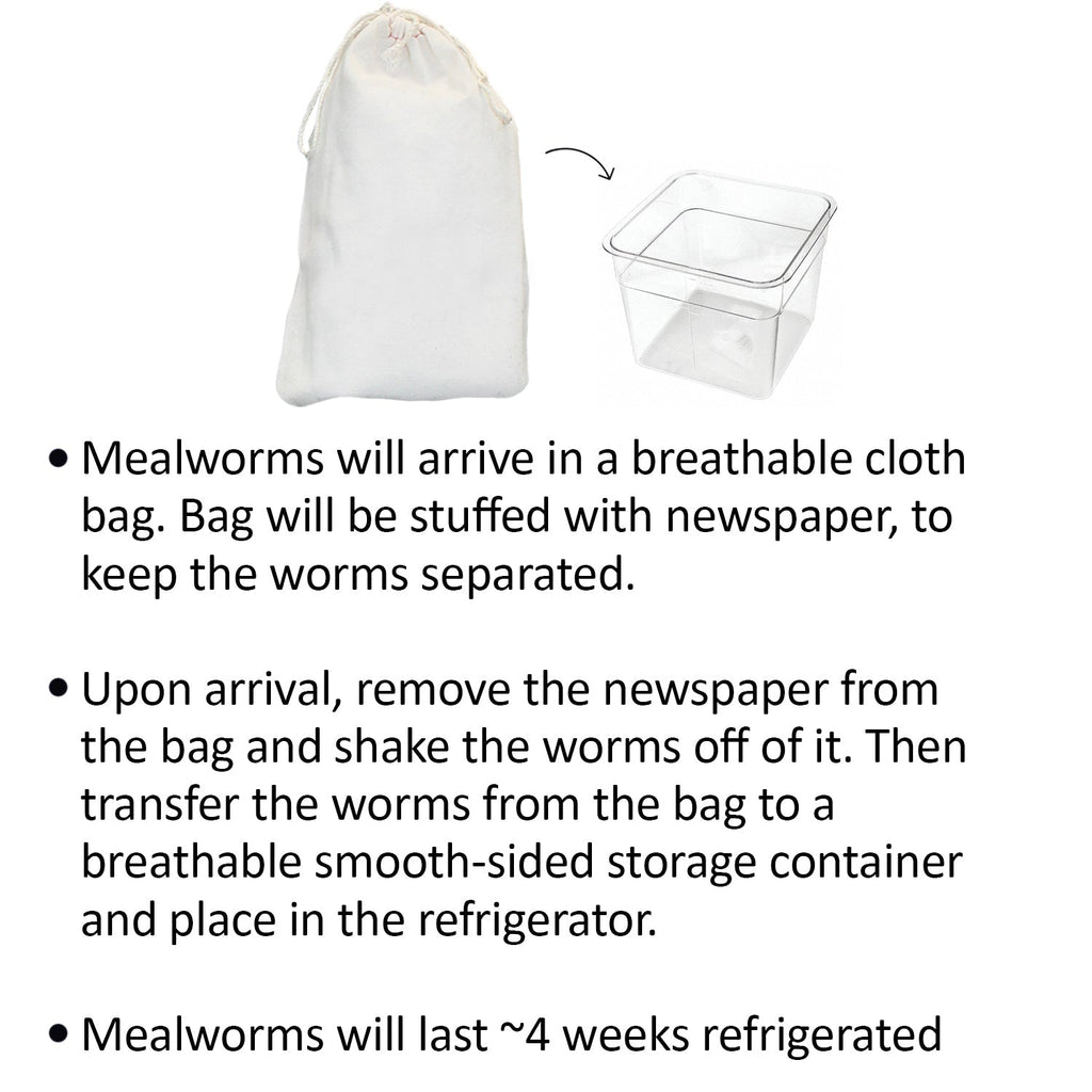 Mealworm Breeder Kit