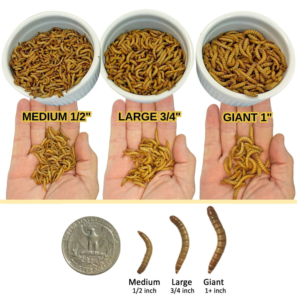 Large Live Mealworms (3/4")