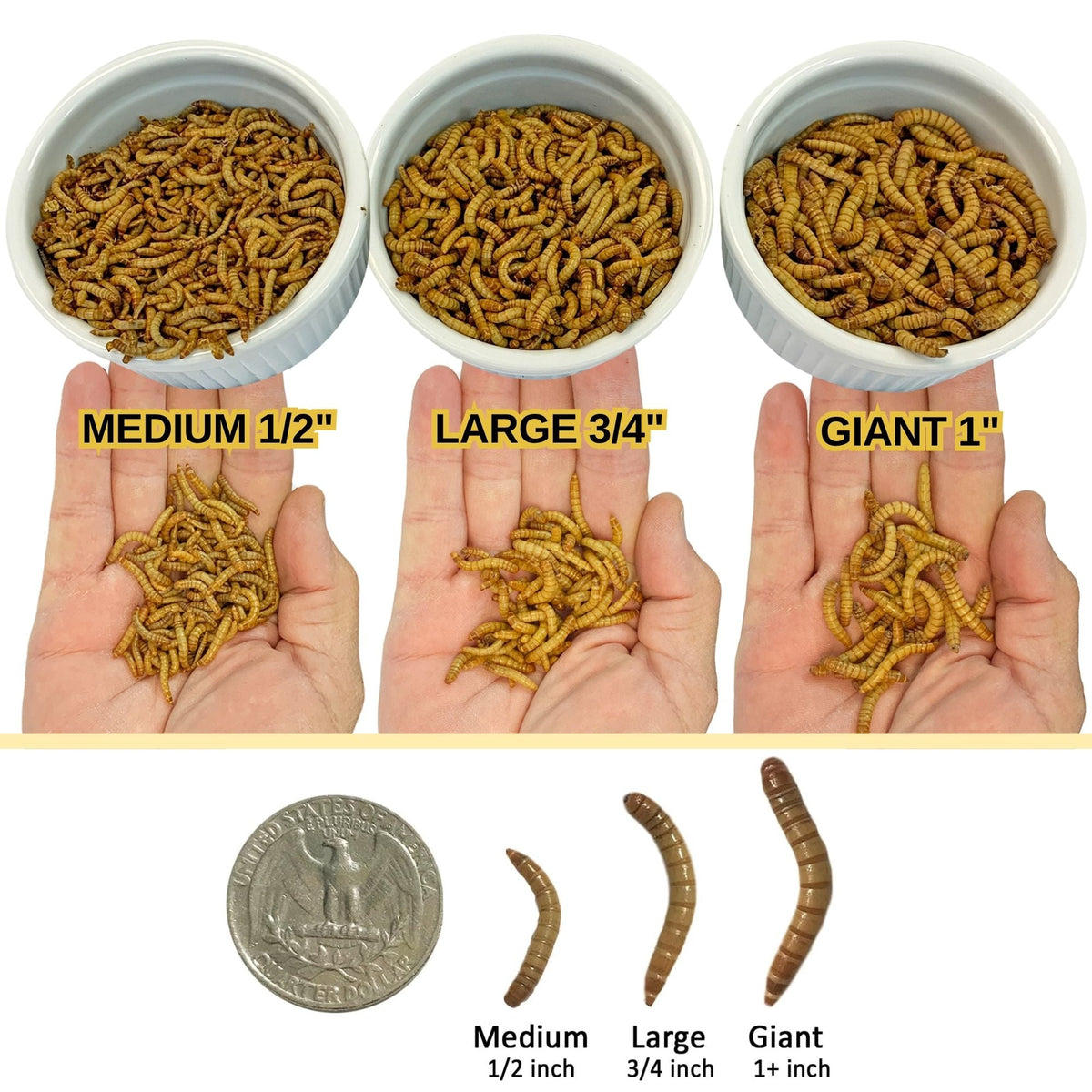 Large Live Mealworms (3/4")