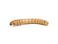 Mealworms