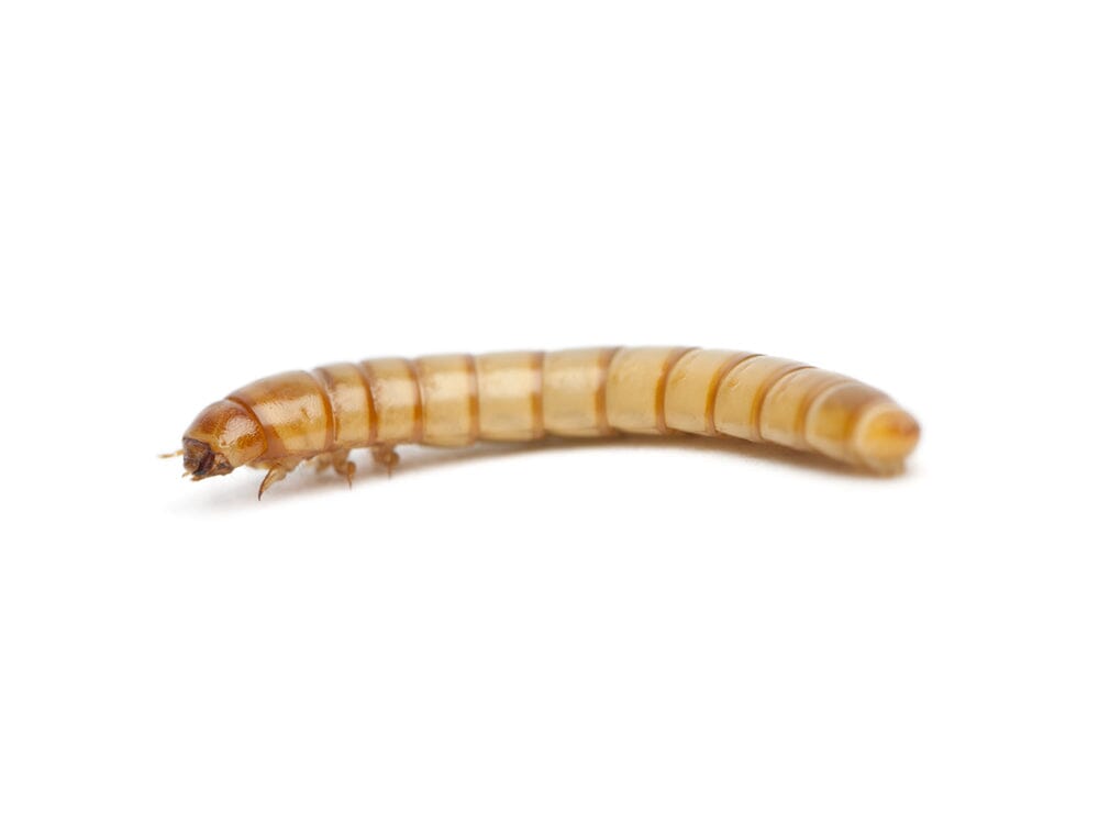 Mealworms