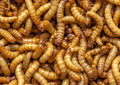 Mealworms (1-Inch)