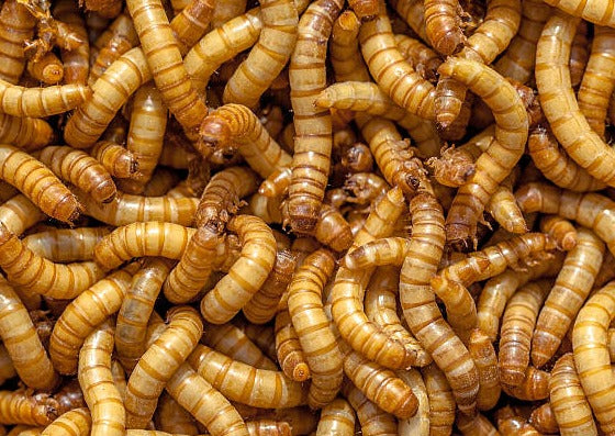 Mealworms (1-Inch)