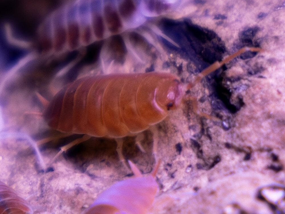 "Orange Cream" Isopods (Porcellionoides pruinosus)