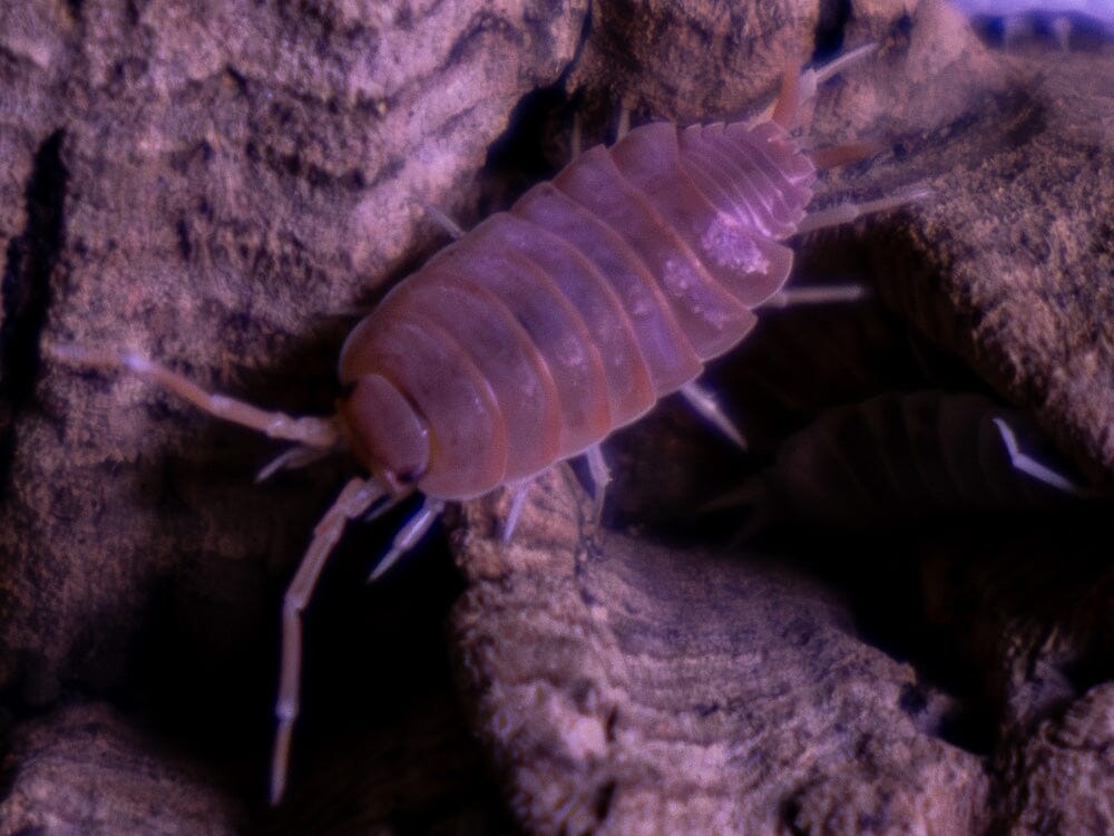 "Orange Cream" Isopods (Porcellionoides pruinosus)